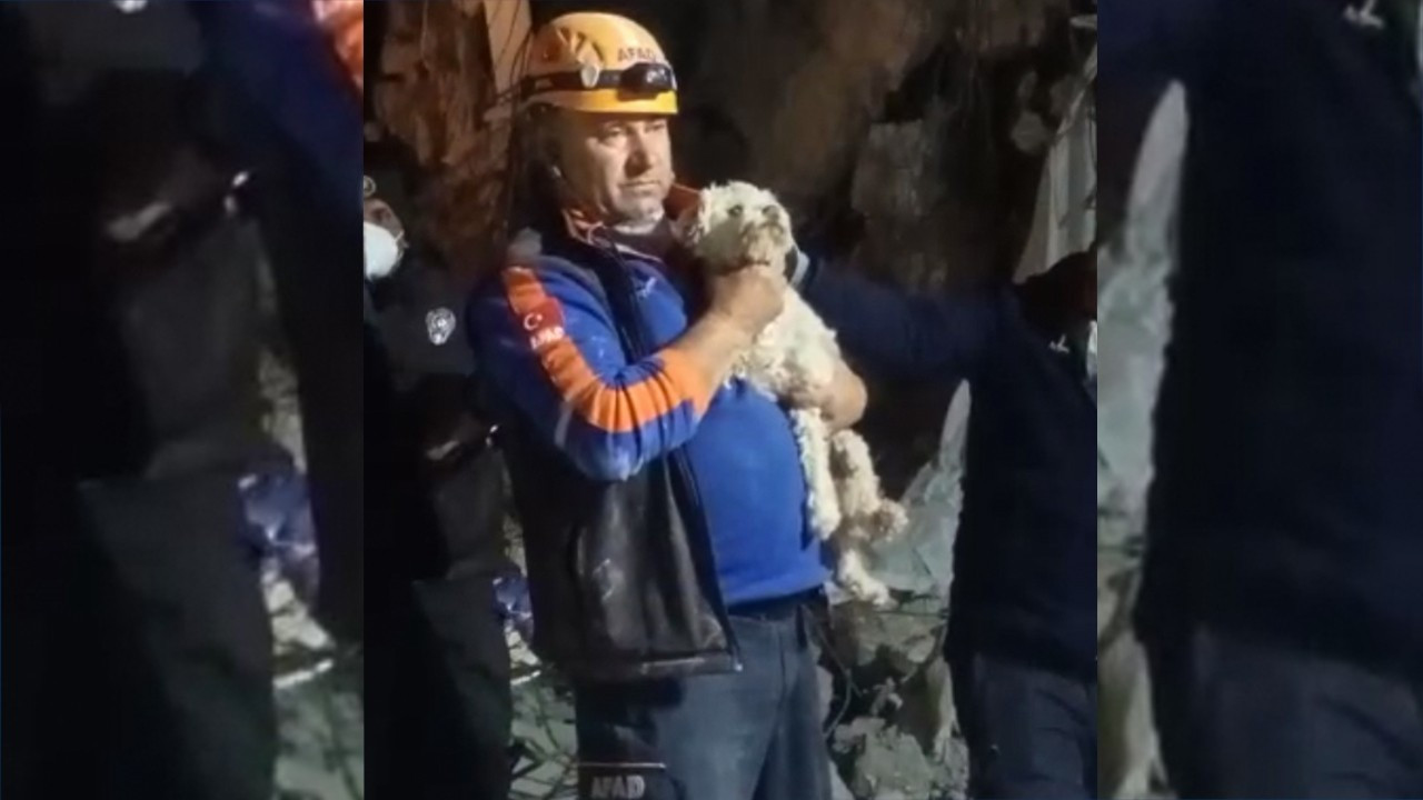 Miracle on 25th day of earthquakes: Dog rescued alive
