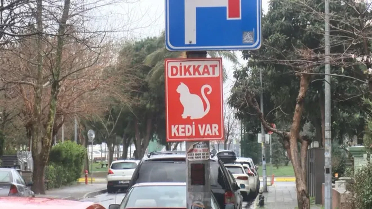 Dozens of stray cats in Istanbul’s Kadıköy district killed
