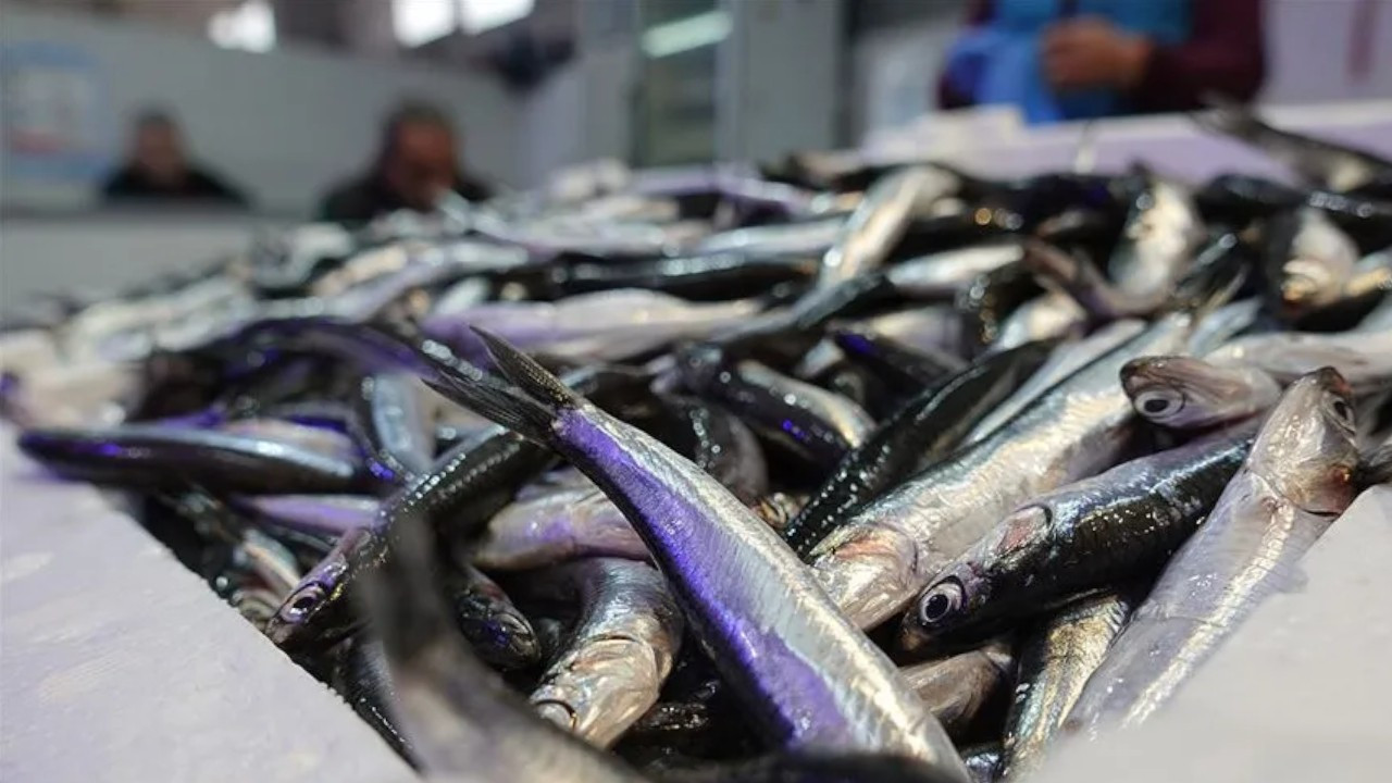 Turkish professor says anchovy population in Black Sea critical, urges one-year ban on hunting