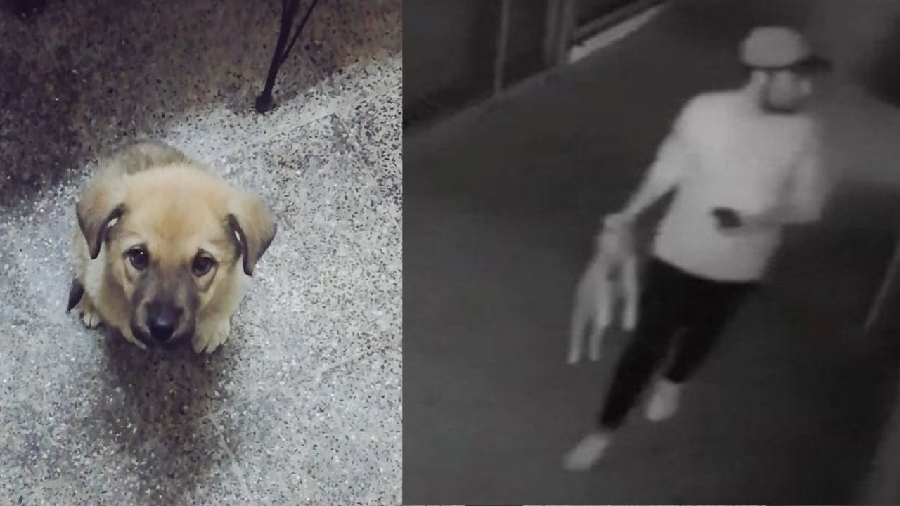 Turkish court releases man who tortured puppy to death, mandates him to work at animal shelter