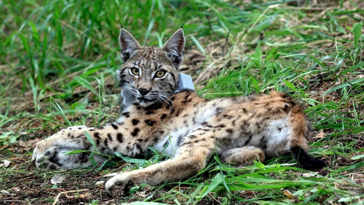 Endangered Caucasian lynx walks 2200 km in one year, GPS shows