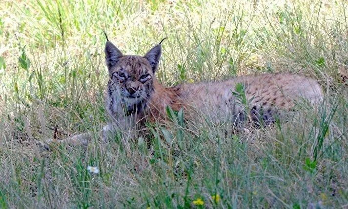 Endangered Caucasian lynx walks 2200 km in one year, GPS shows - Page 3