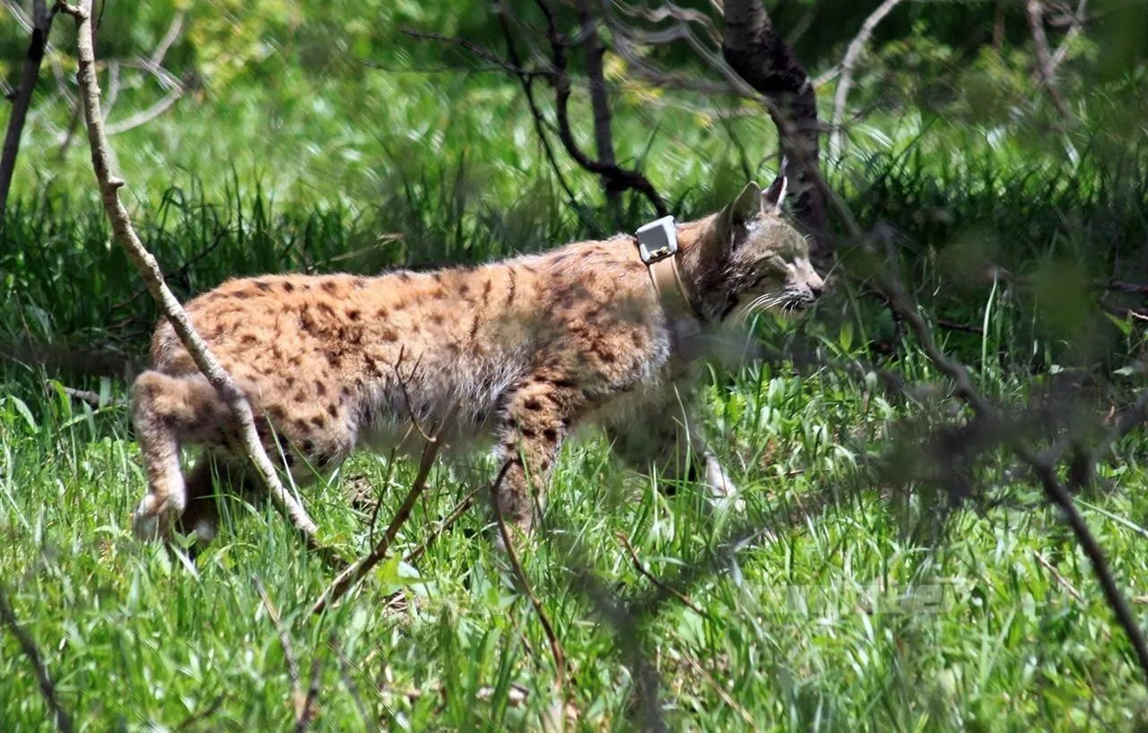 Endangered Caucasian lynx walks 2200 km in one year, GPS shows - Page 4