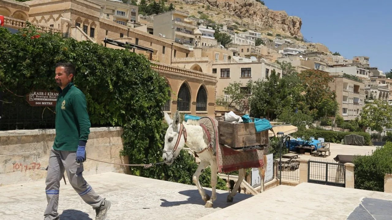 Donkeys to work 5 hours in southeastern Mardin due to scorching heat