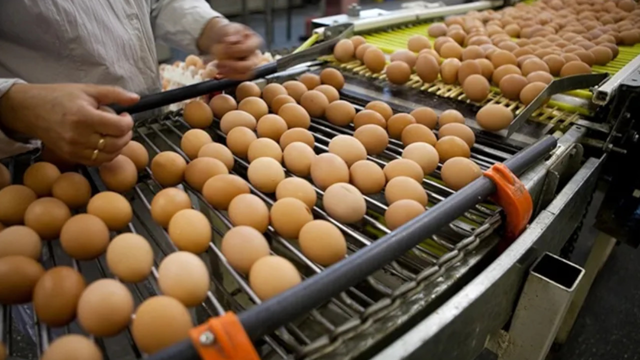 Turkey launches probe after eggs exported to Taiwan said to contain carcinogens