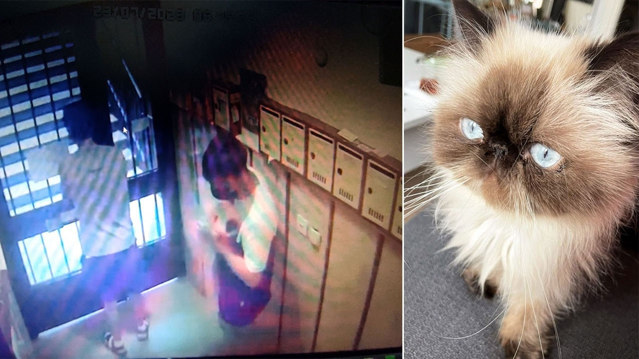 Thieves steal cat along with money, phone from flat in Istanbul