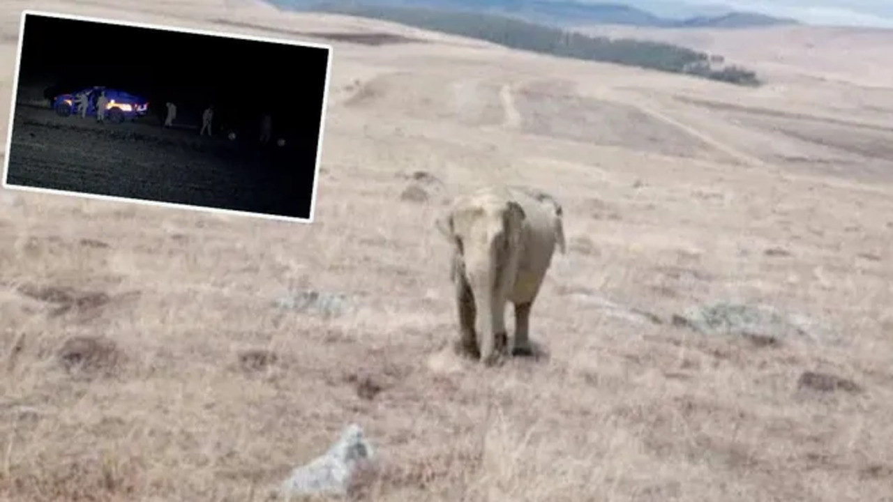 Turkish gendarmerie search for elephants in Black Sea province over photoshopped photo