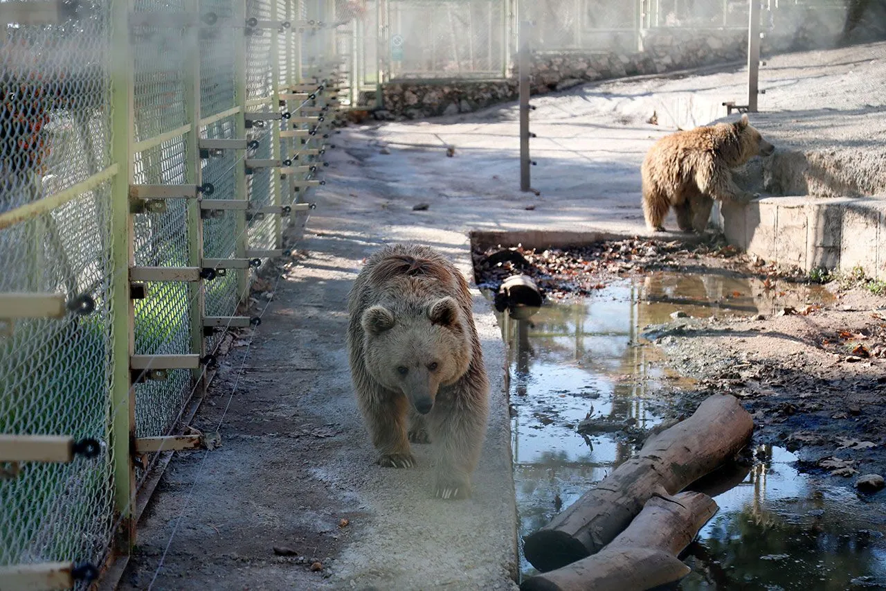 Captive animals in Turkey’s zoo cannot hibernate due to extreme heat - Page 3