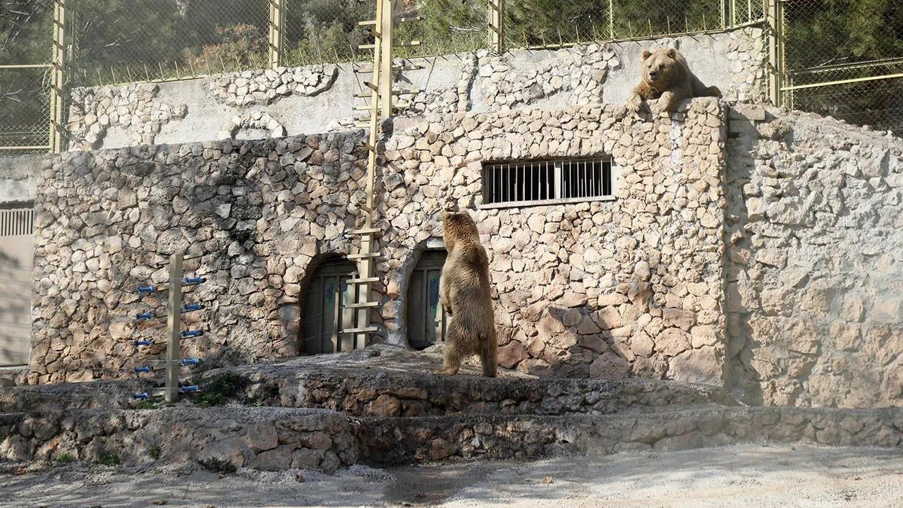 Captive animals in Turkey’s zoo cannot hibernate due to extreme heat