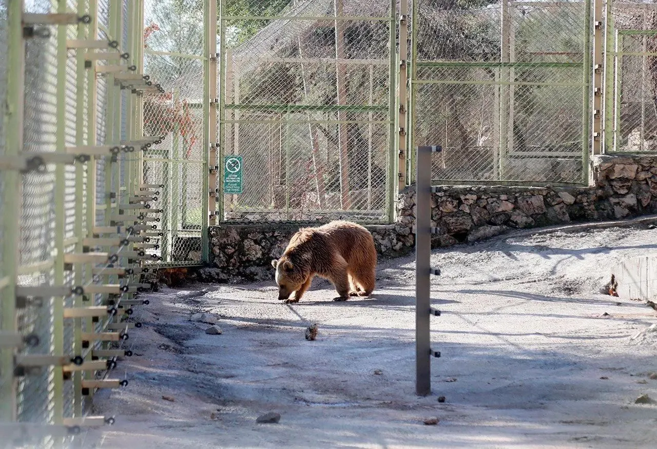 Captive animals in Turkey’s zoo cannot hibernate due to extreme heat