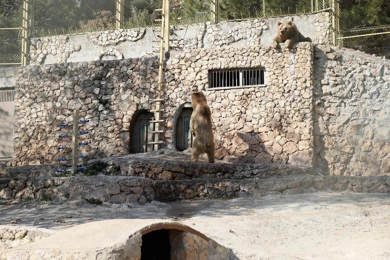 Captive animals in Turkey’s zoo cannot hibernate due to extreme heat - Page 5