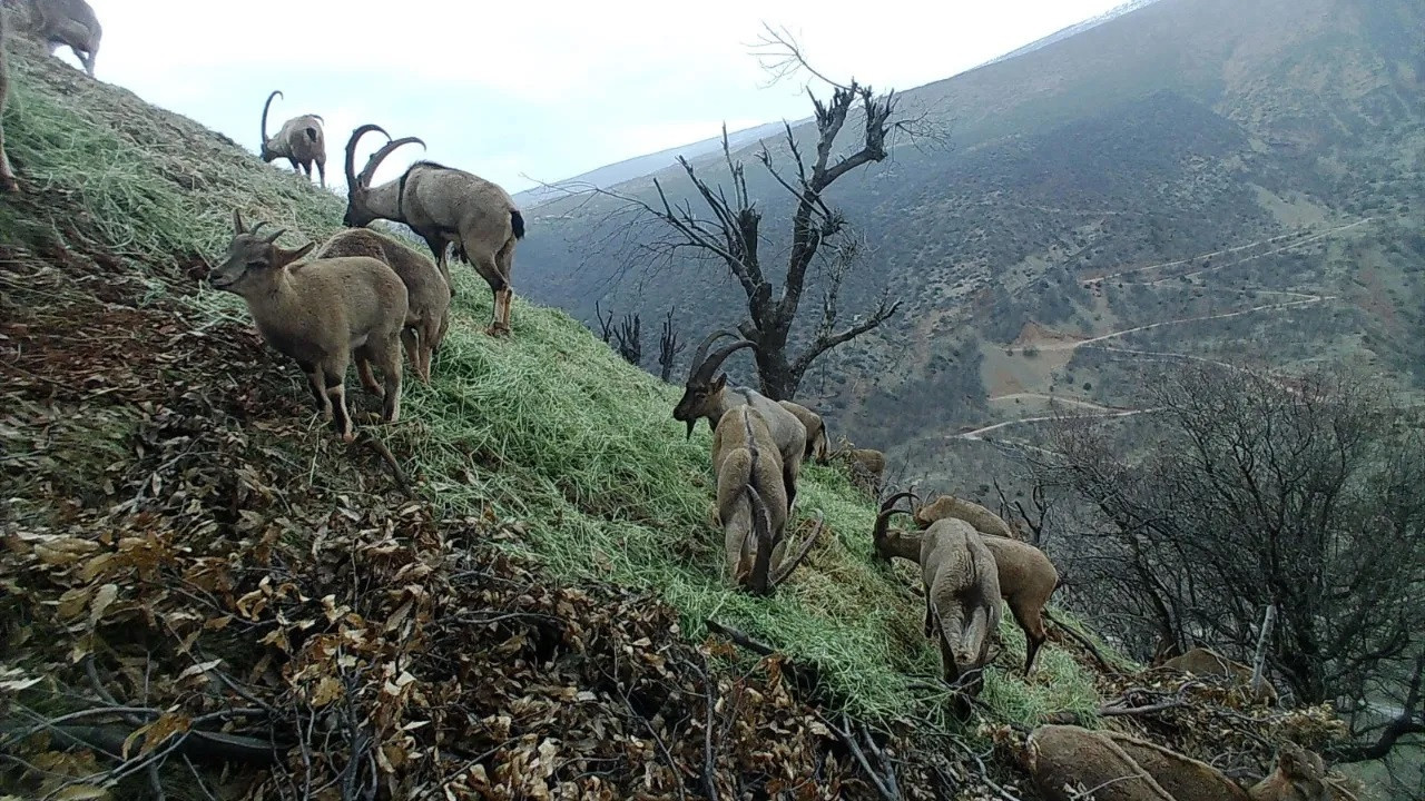 Turkish directorate monitors wildlife with camera traps