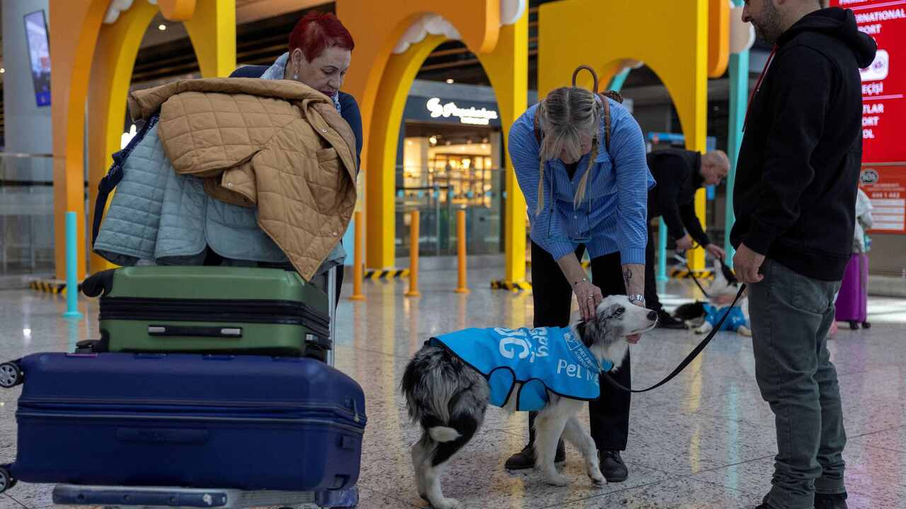 Istanbul Airport launches therapy dog program to reduce stress among passengers