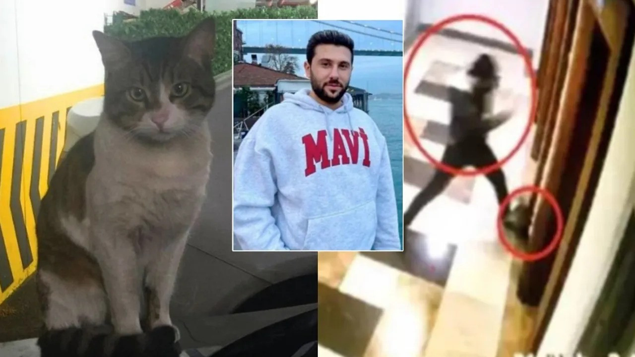 Reduced sentence for cat murderer disappoints animal rights advocates