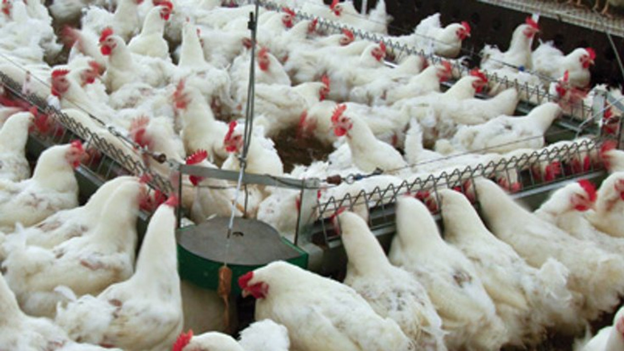 Economic woes, bird flu keep people’s plates meatless during Ramadan, Turkey’s Urfa residents complain