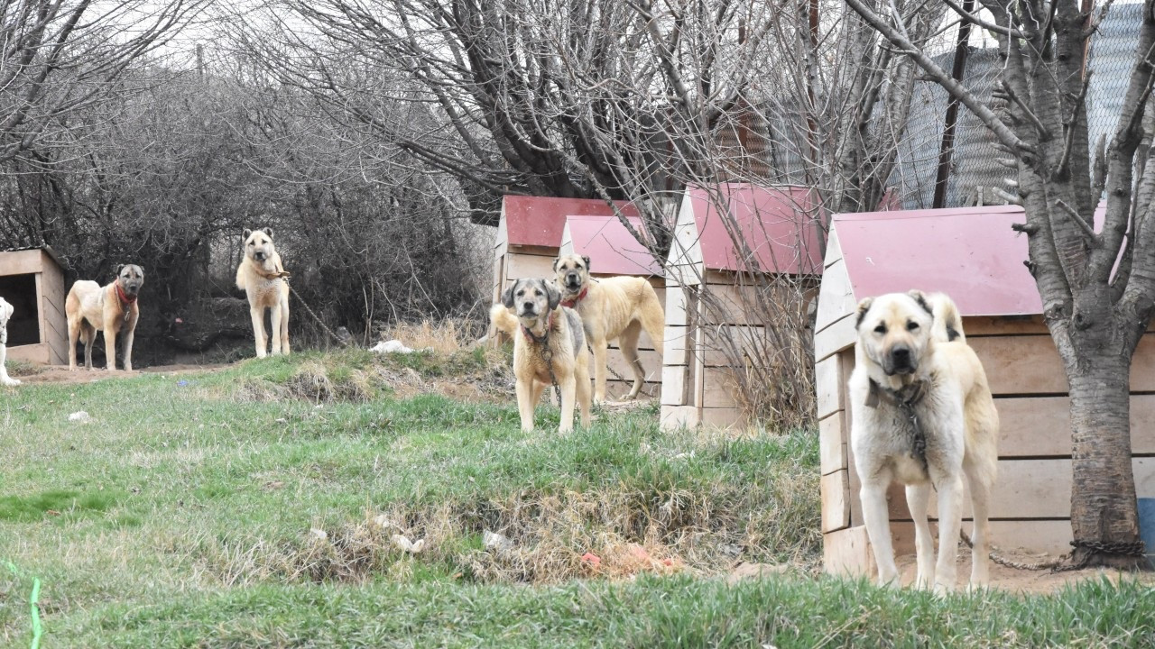 Climate change disrupts mating behavior of Kangal dogs