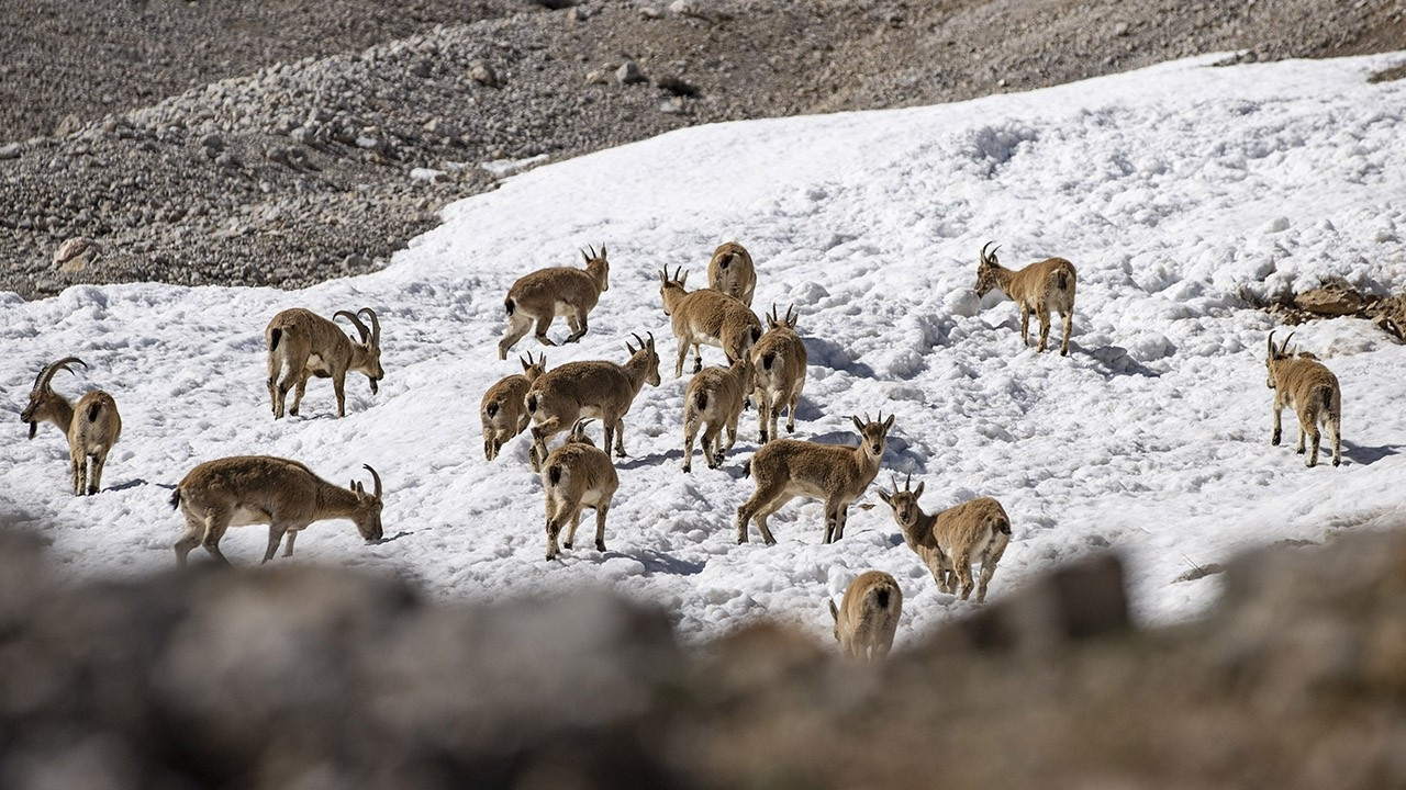 Wild goat herds captured on camera in Munzur Mountains