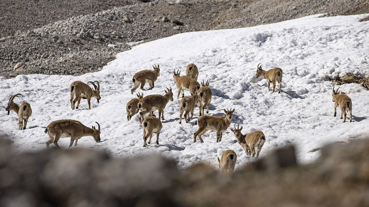 Wild goat herds captured on camera in Munzur Mountains - Page 1