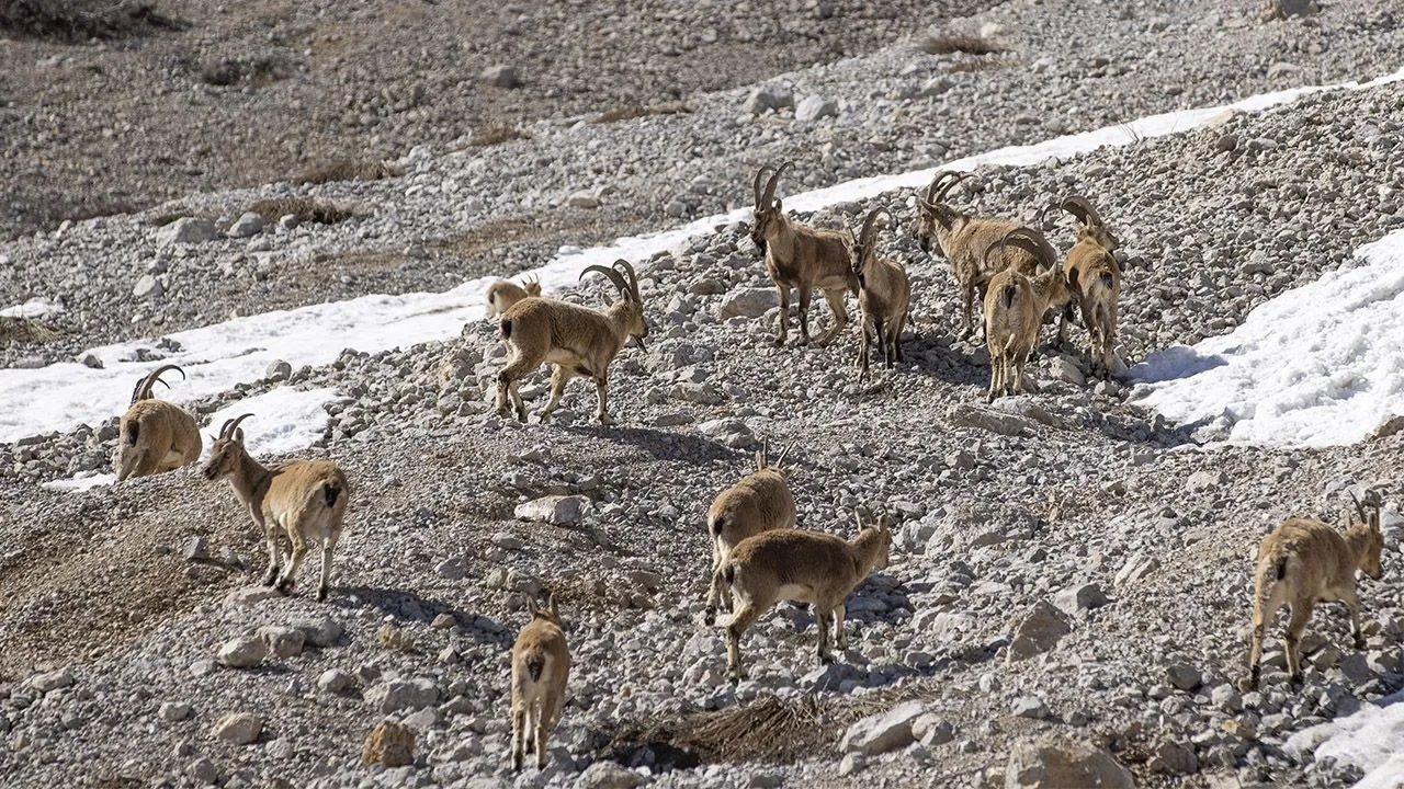 Wild goat herds captured on camera in Munzur Mountains - Page 2