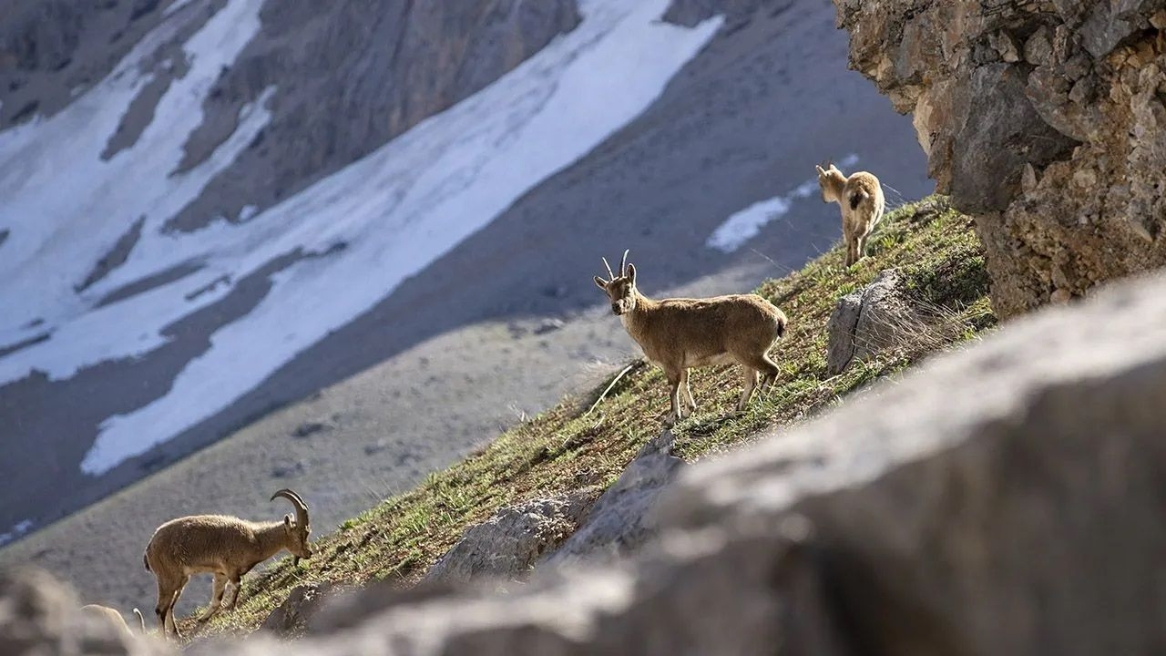 Wild goat herds captured on camera in Munzur Mountains - Page 3