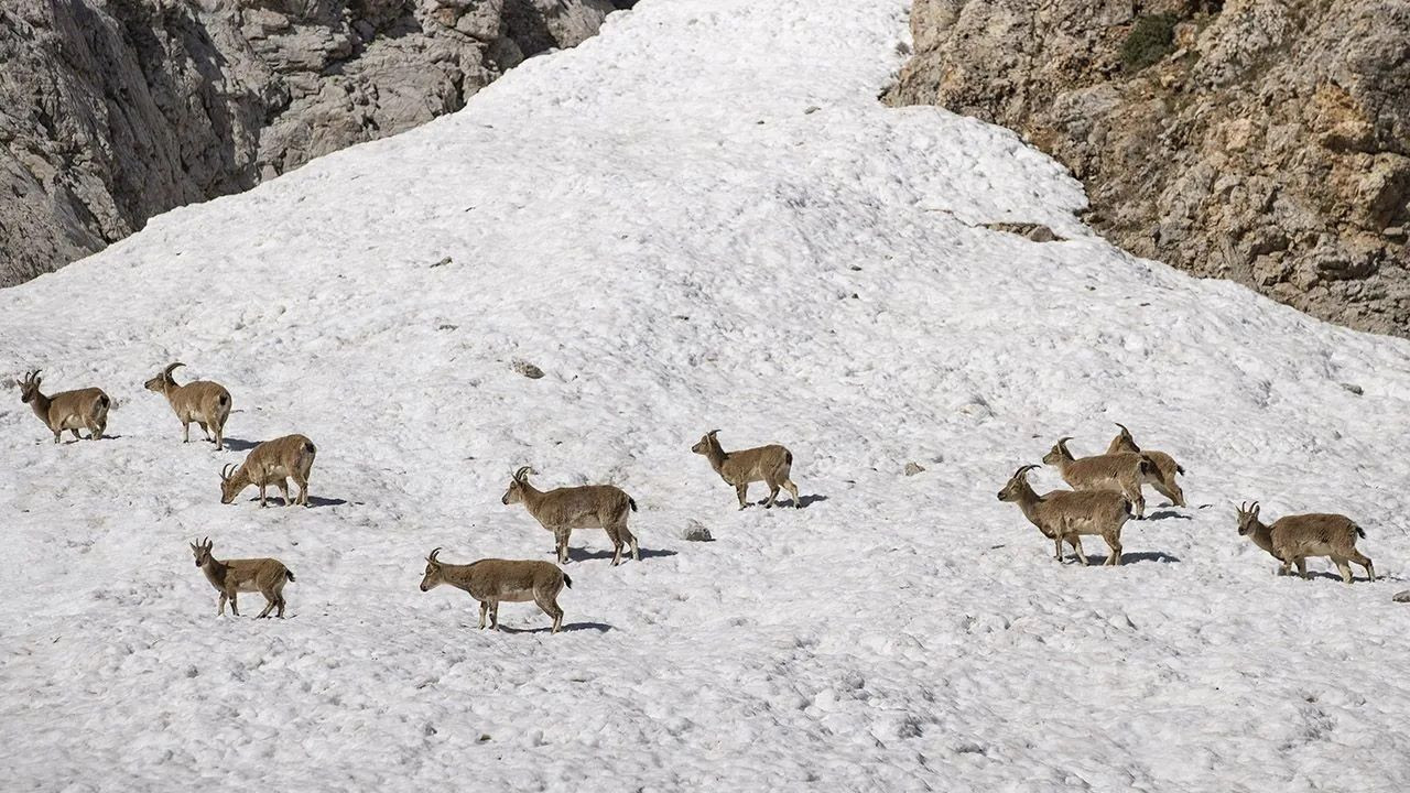 Wild goat herds captured on camera in Munzur Mountains - Page 5