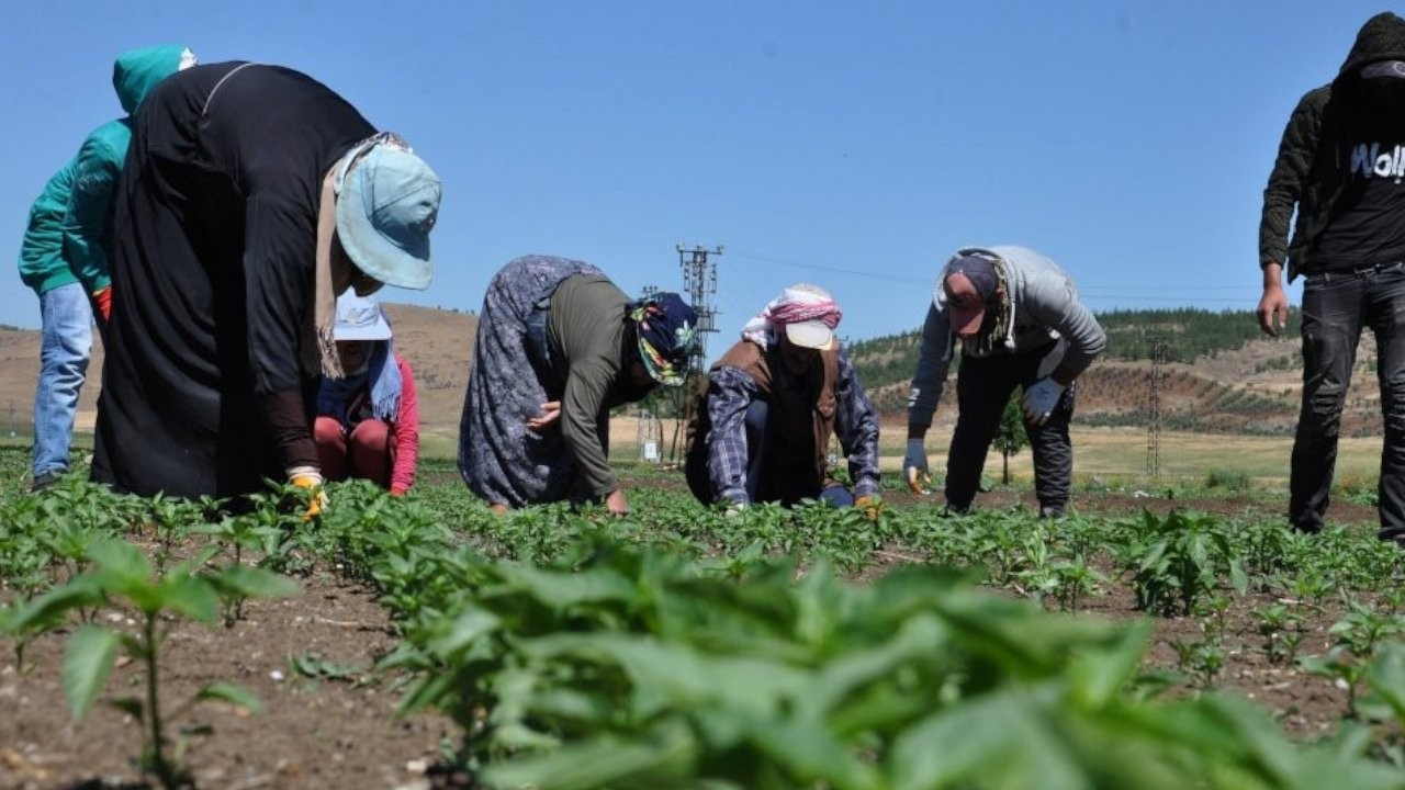 Seasonal workers in Urfa set out west in search of better conditions
