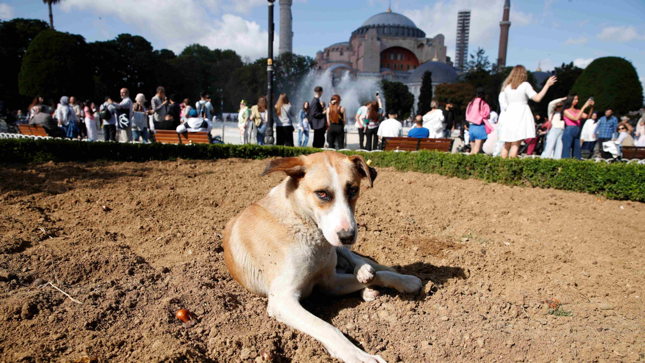 Turkey's plan to remove stray dogs from streets hits raw nerve