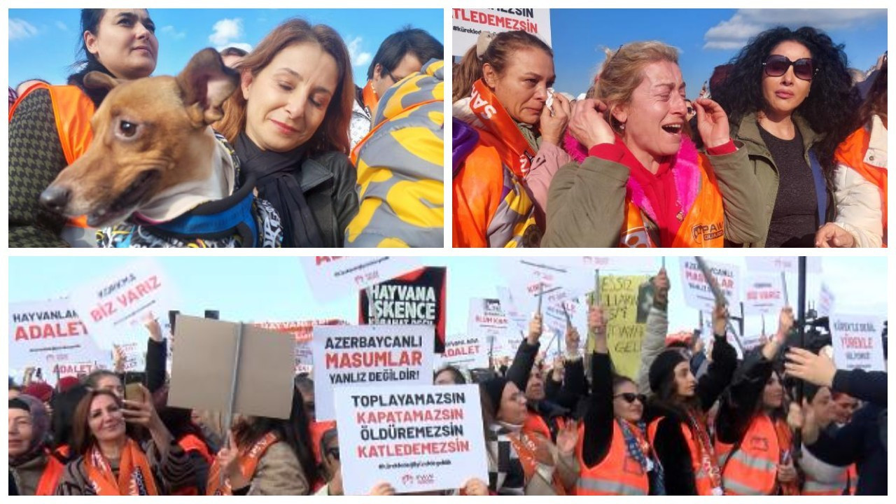 Turkey's animal rights advocates hold rally against stray animal euthanasia bill