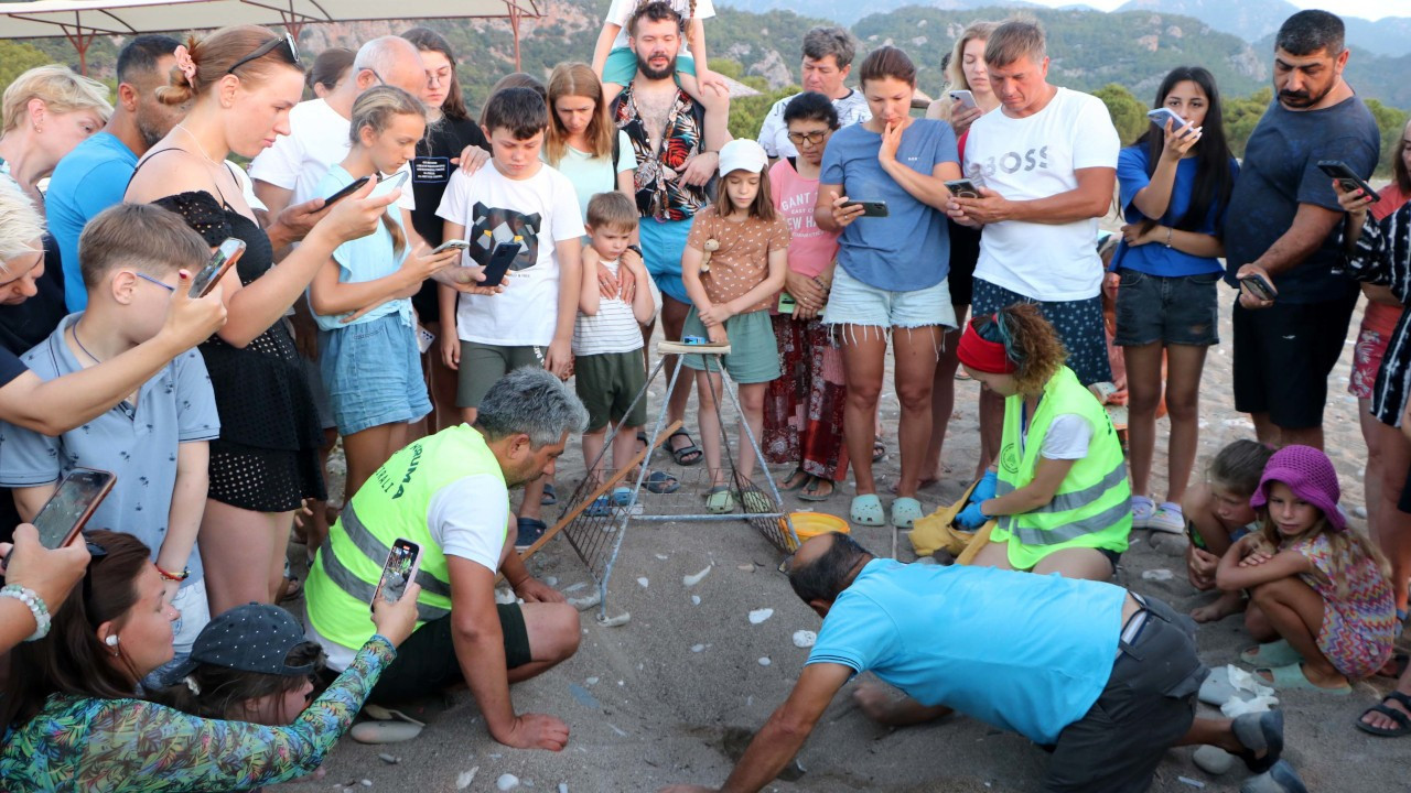 Caretta carettas return to Antalya shores as conservation efforts pay off