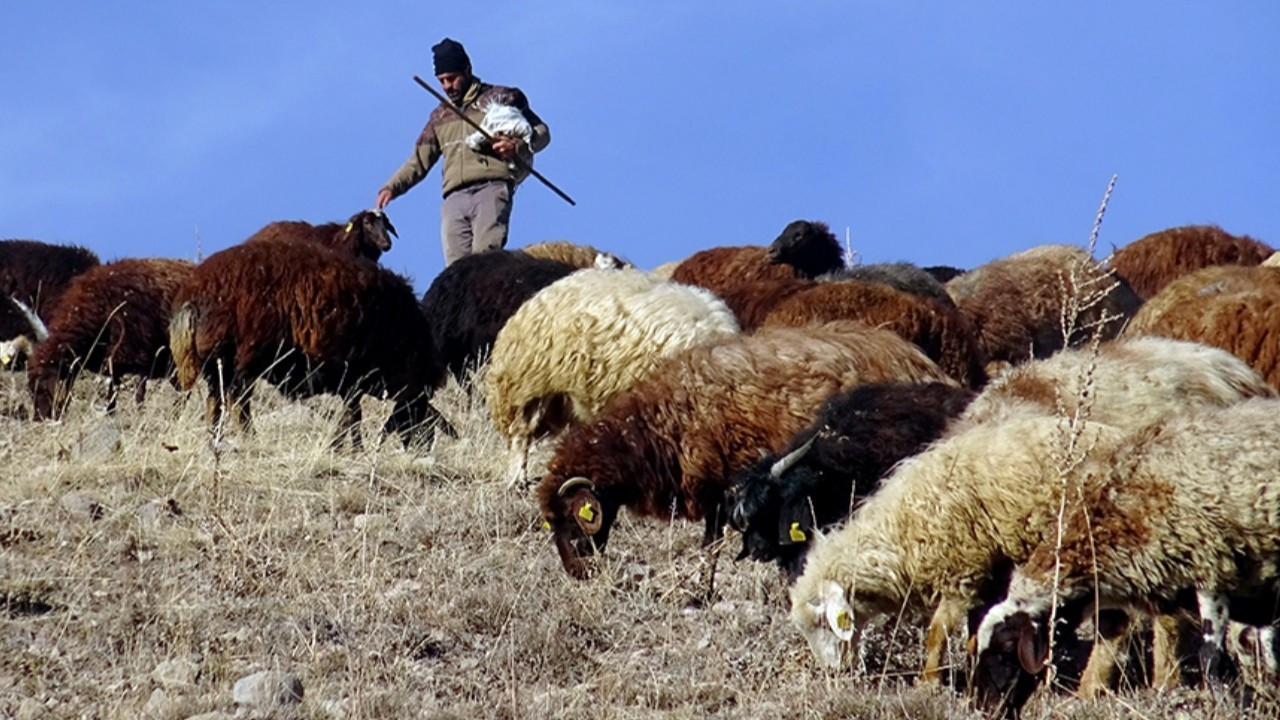Turkey looks abroad to employ sheep herders amid local shortage