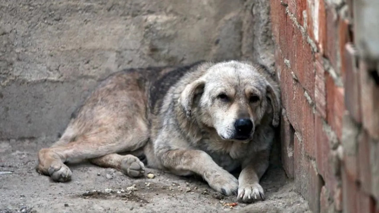 Ruling AKP presents bill to remove stray dogs from streets