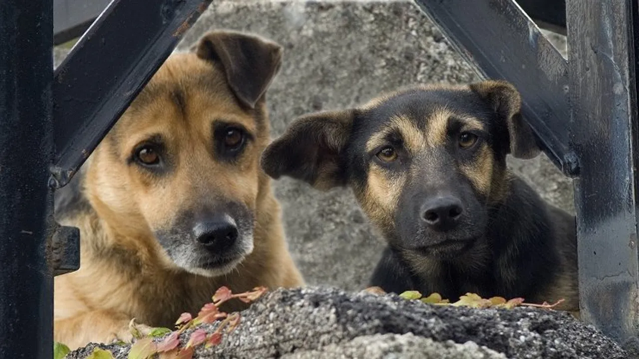 Municipalities refuses to kill stray dogs threaten with prison time