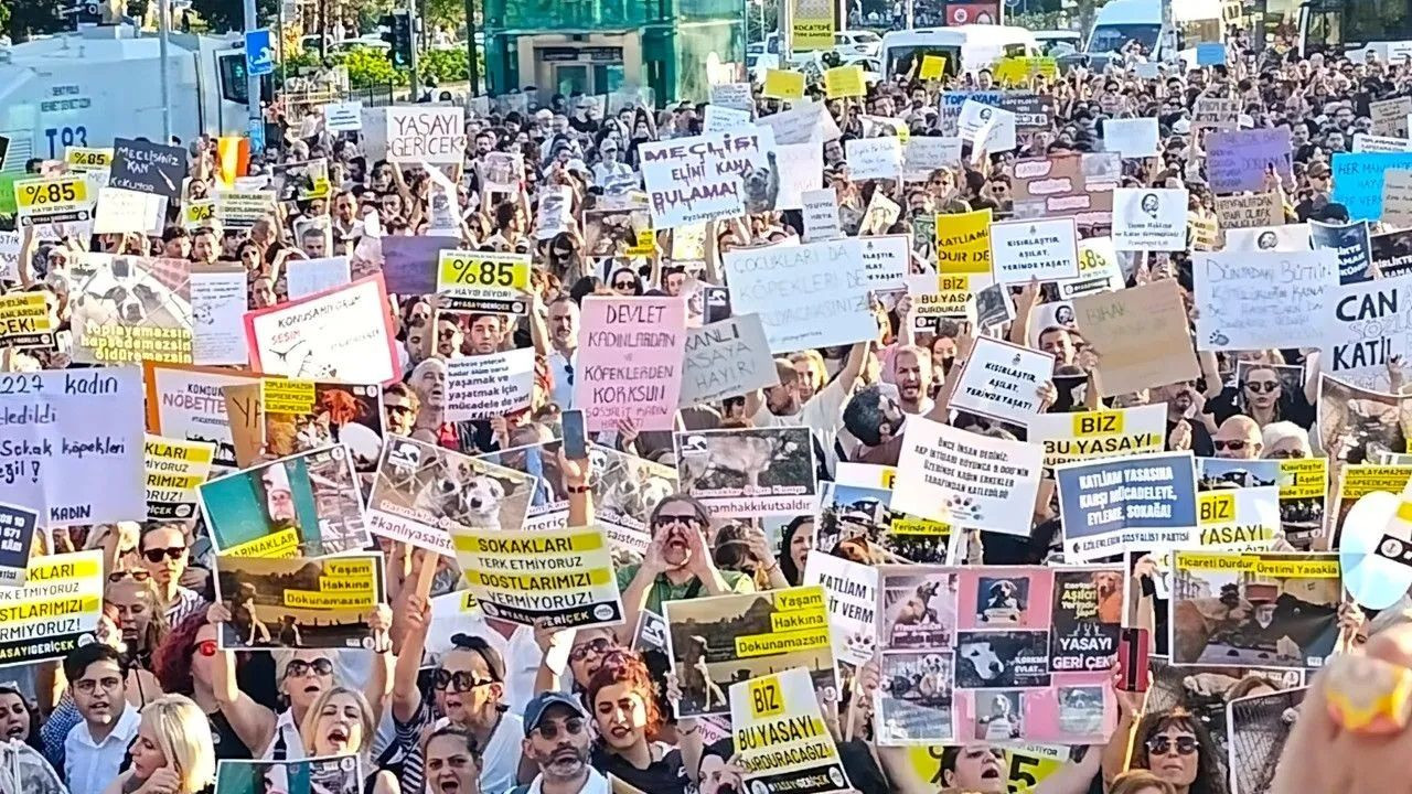 Animal rights advocates once again protest controversial stray dog bill in Istanbul - Page 4