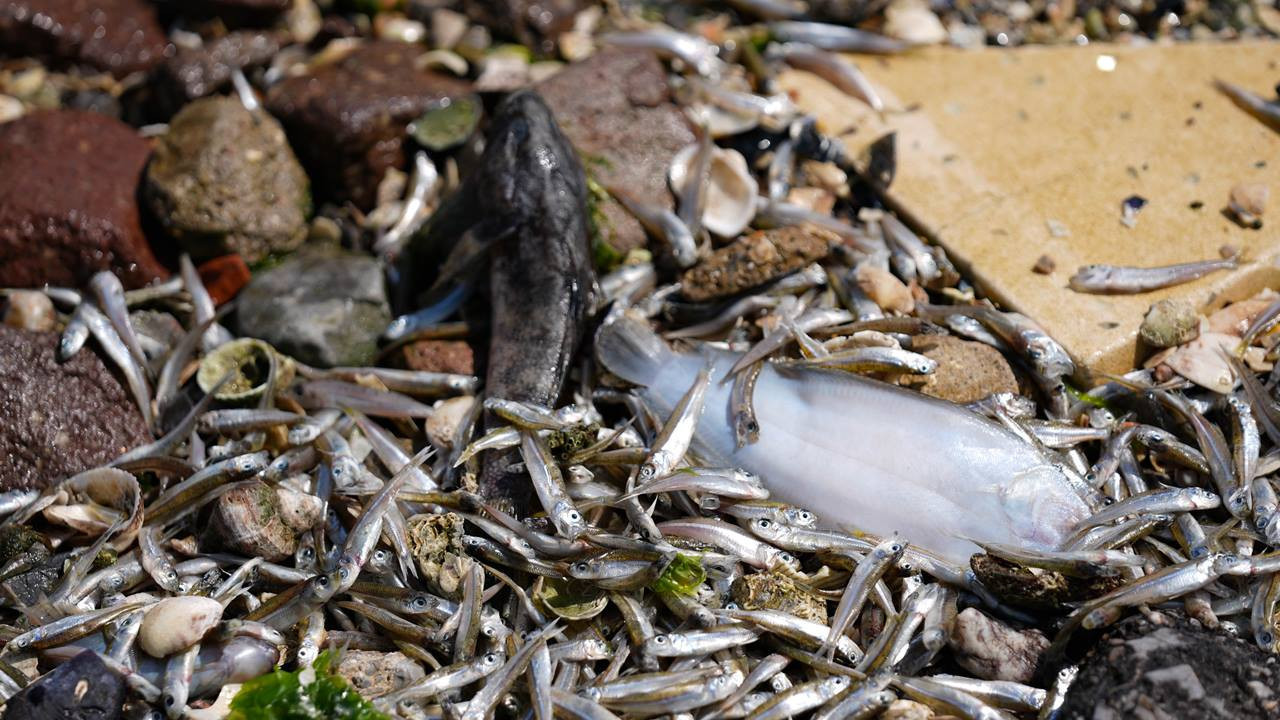 Hundreds of dead fish wash ashore in İzmir Gulf