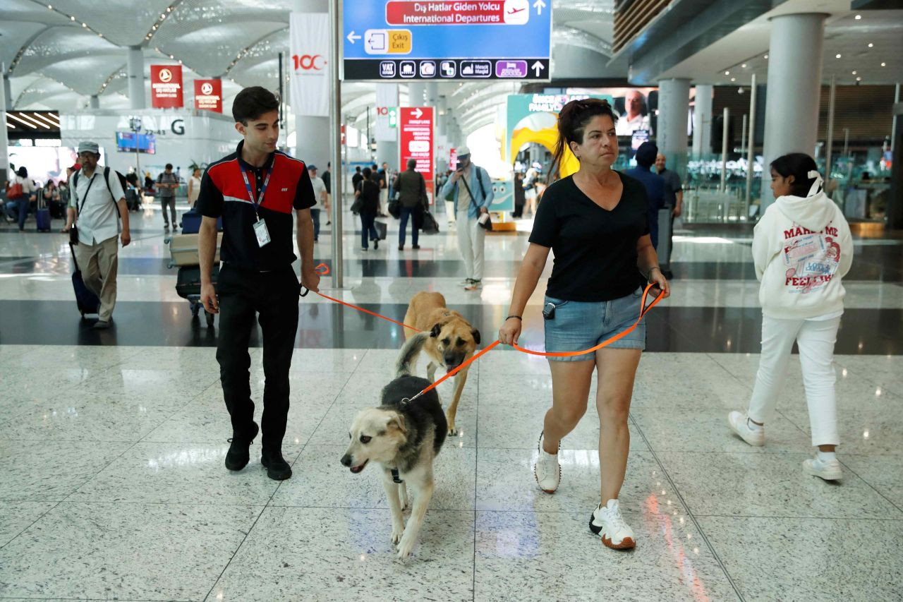 Turkey's stray dogs rehomed overseas following new street clearance law - Page 5