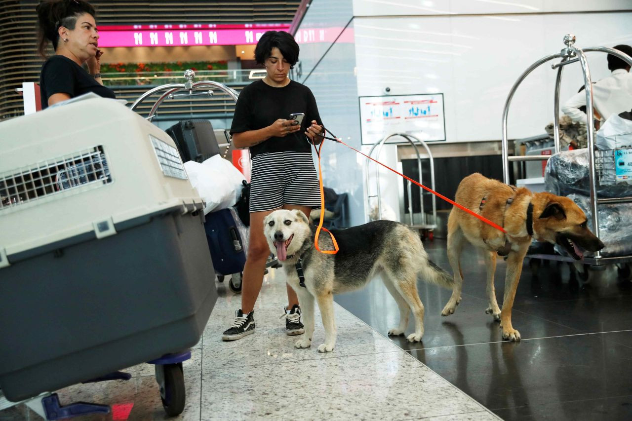 Turkey's stray dogs rehomed overseas following new street clearance law - Page 4