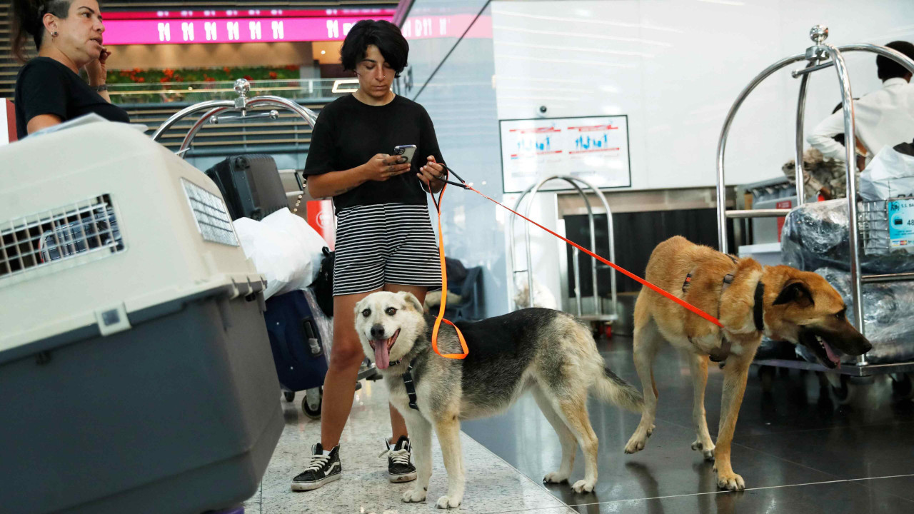 Turkey's stray dogs rehomed abroad following new street clearance law