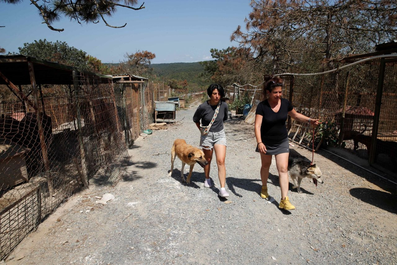 Turkey's stray dogs rehomed overseas following new street clearance law - Page 3