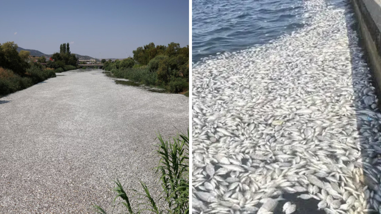 Mass fish deaths severely impact Aegean neighbors İzmir, Volos