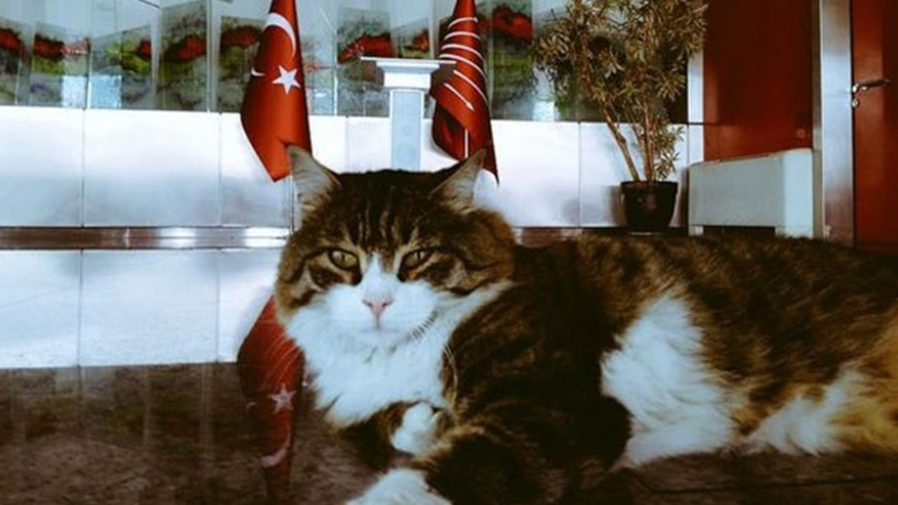 CHP’s symbol Şero the cat dies at 20, buried at party headquarters