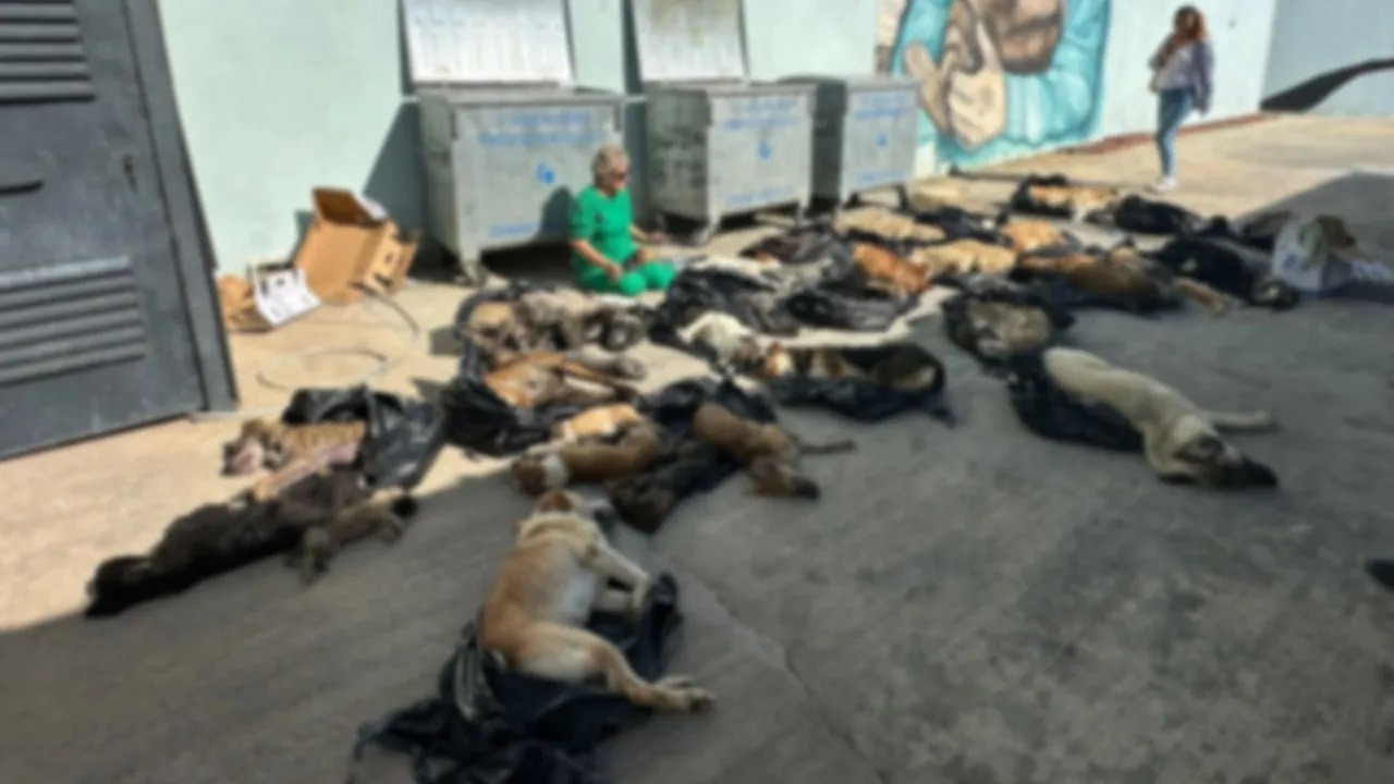 Animal massacre at municipal shelter stirs rage in Turkey