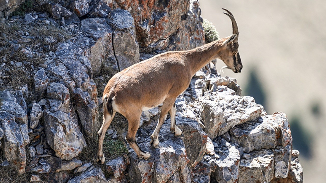 İYİ Party MP among those fined for illegal hunting in eastern Turkey