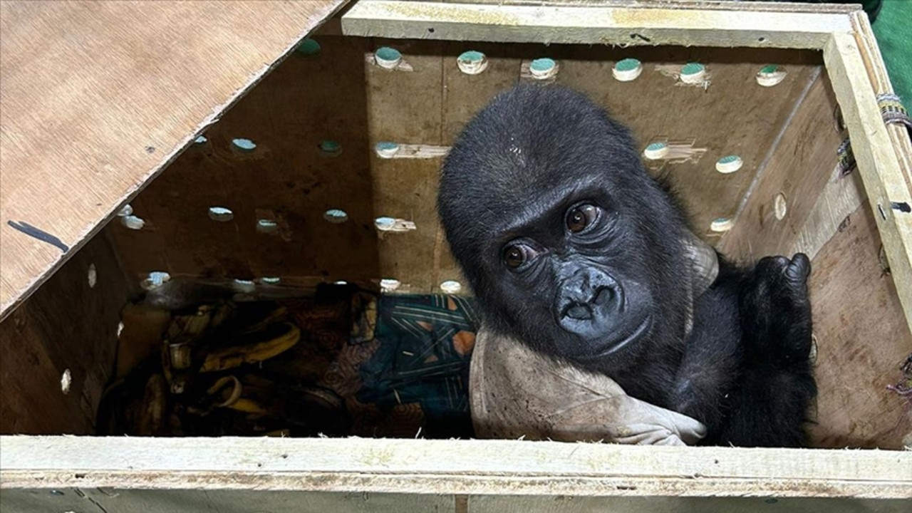 Endangered baby gorilla seized at Istanbul Airport