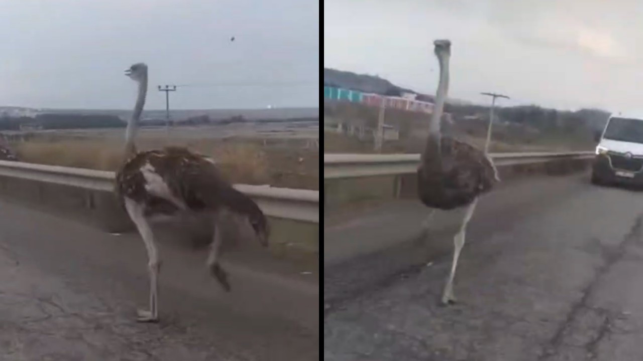 Ostrich running on Turkish highway causes traffic chaos