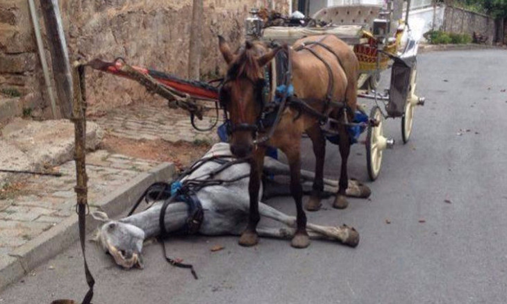 Controversial horse-pulled carriages banned on Istanbul's Princes' Islands