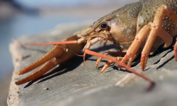 Crayfish in Van Lake risk extinction of local pearl mullet