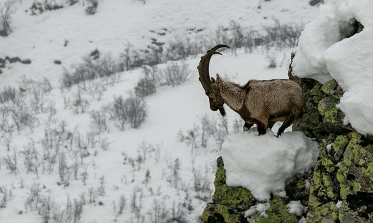 Journalist films short documentary on Dersim mountain goats cherished as holy by locals