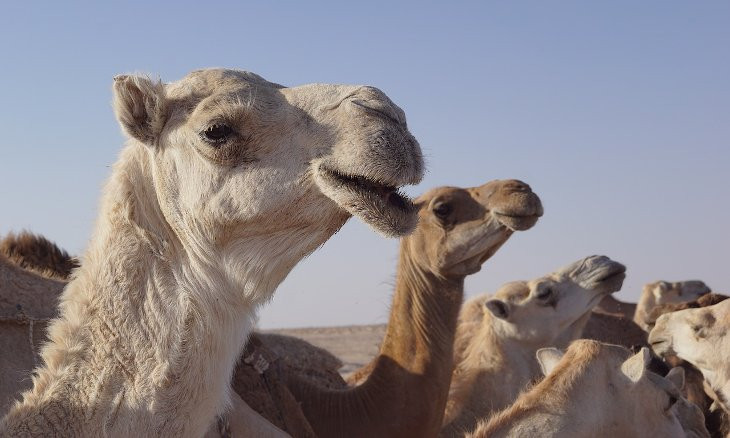 AKP calls for alternative to Australia camel cull