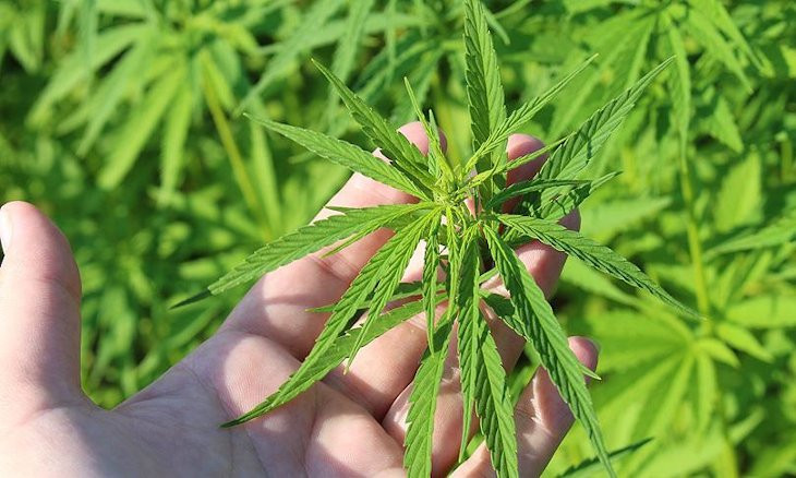 Over a thousand farmers in Turkey applied for cannabis farming in 2 years