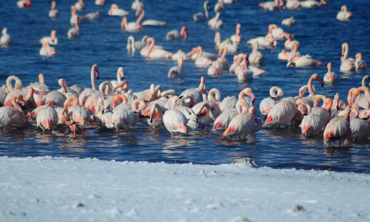 12 flamingos found frozen to death in central Anatolia